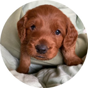 labradoodle puppy donkerrood